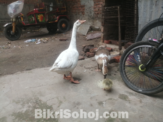 রাজ হাস